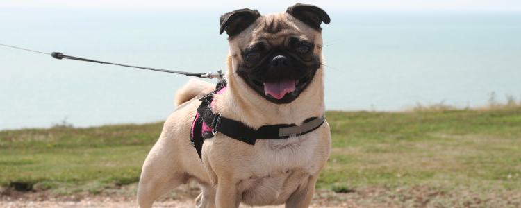 main of Dog Harnesses: How to Keep Your Fuzzy Friend on the Leash Properly